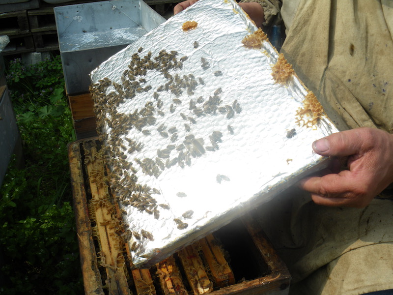 Les PIHP de Marc Guillemain : une révolution apicole